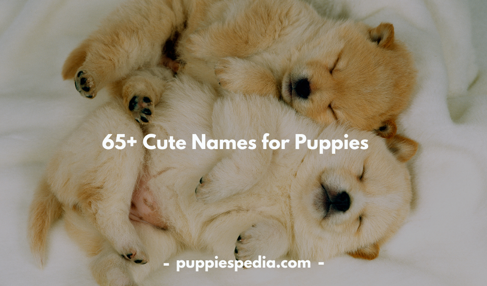 65+ Cute Names for Puppies: Adorable & Unique Ideas