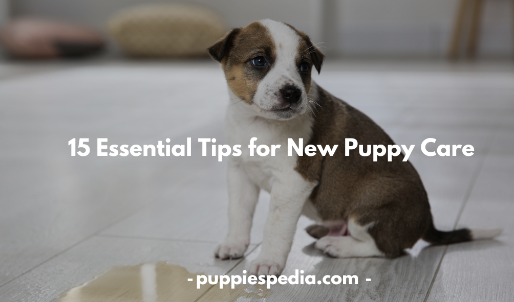 Tips for New Puppy Care