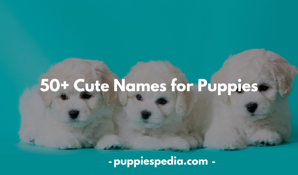 Cute Names for Puppies