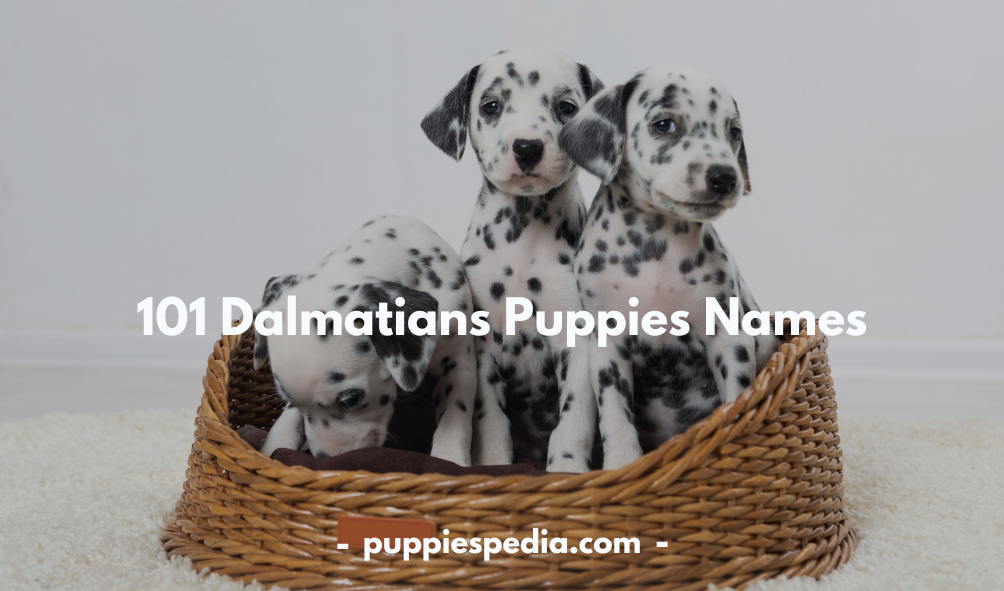 Dalmatians Puppies