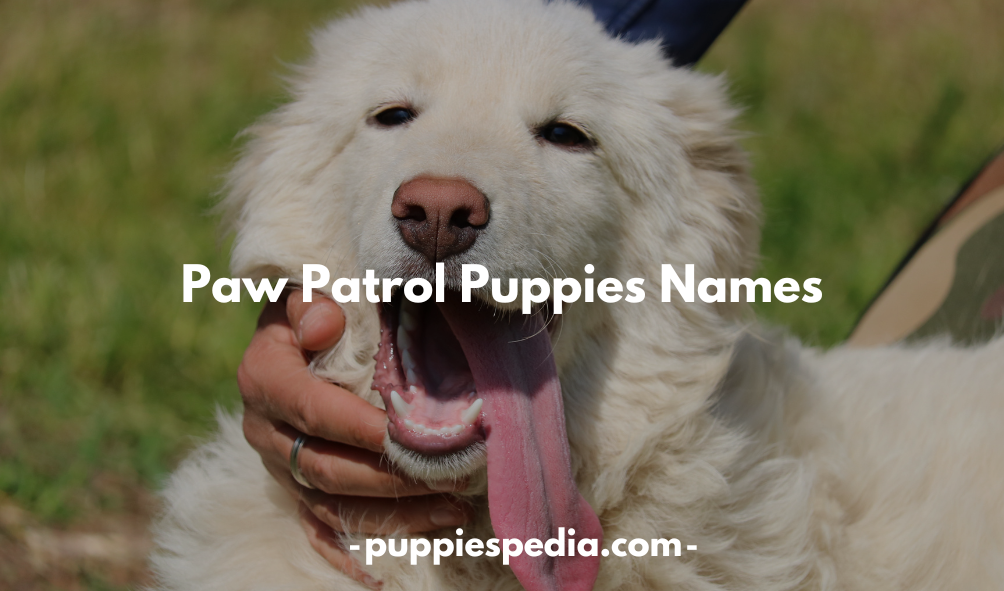 Paw Patrol Puppies Names