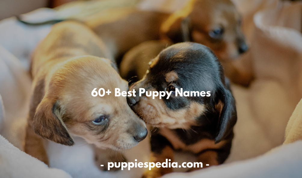 Puppy Names