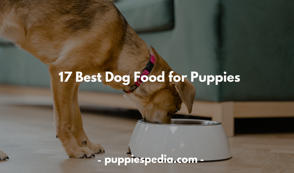 Dog Food for Puppies