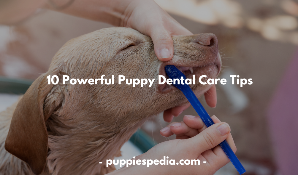 Puppy Dental Care Tips