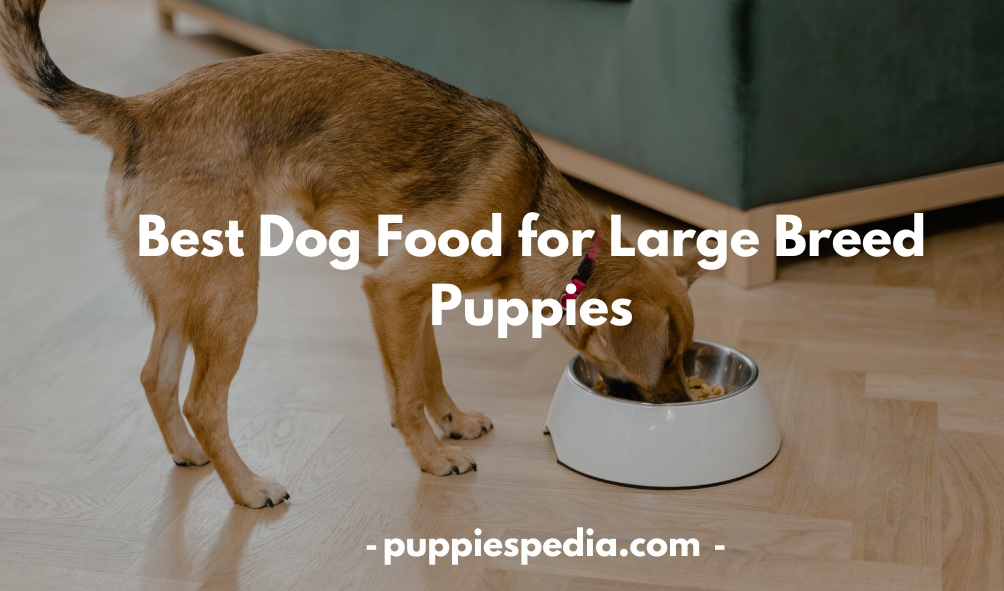 Best Dog Food for Large Breed Puppies