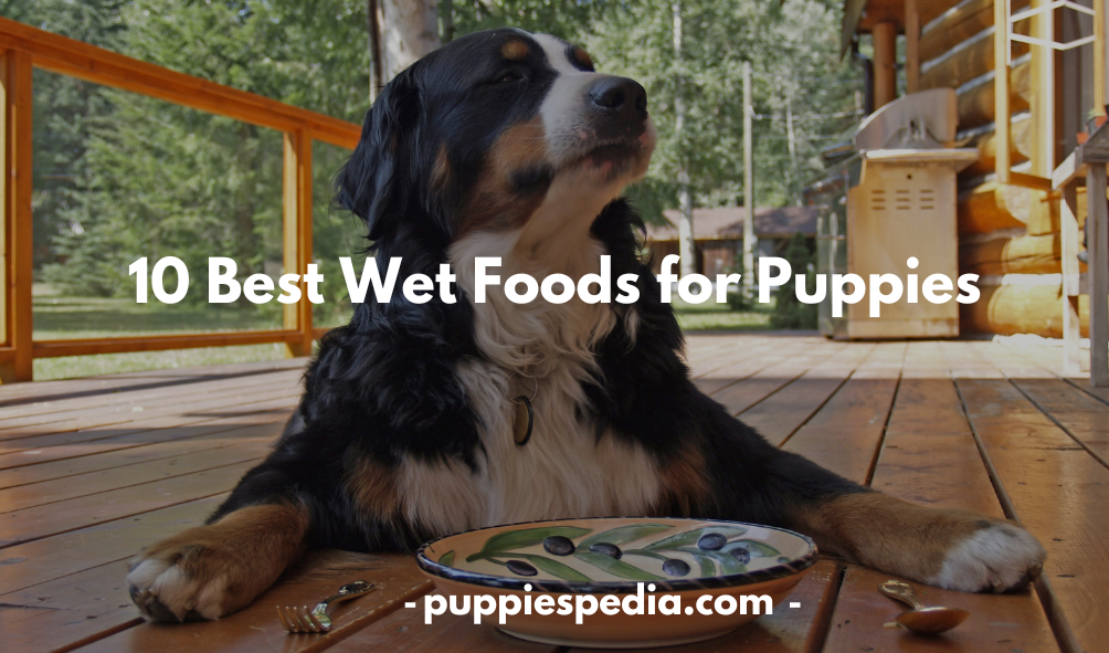 Wet Foods for Puppies