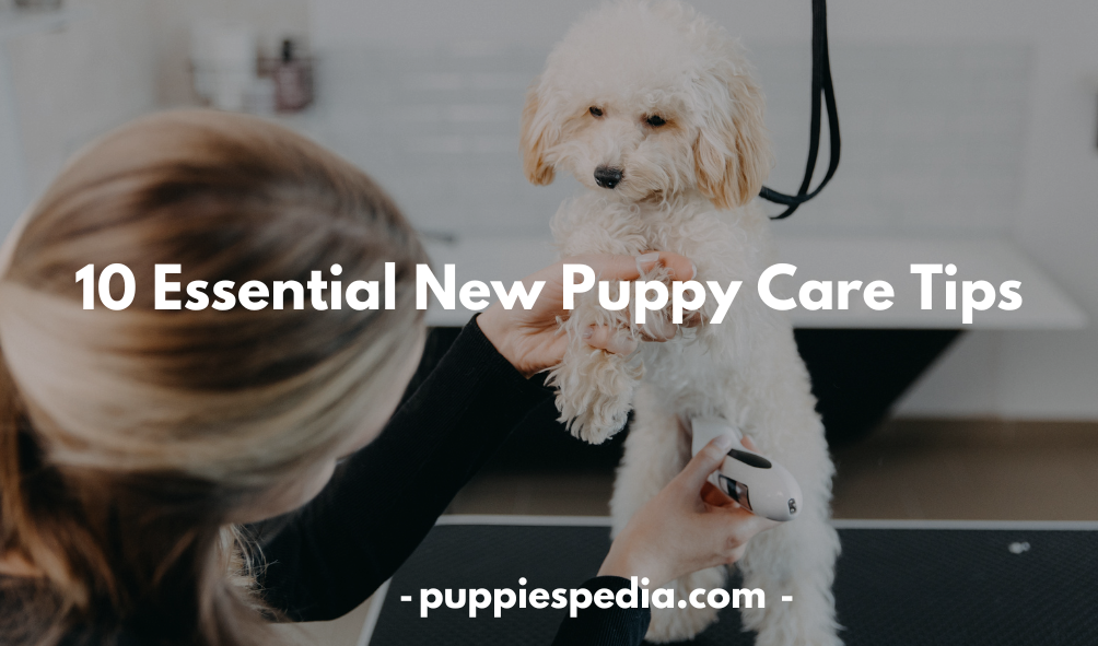 New Puppy Care Tips